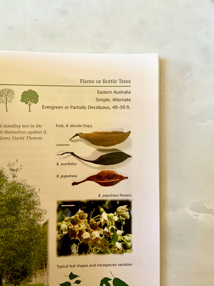A Californian's Guide to the Trees Among Us