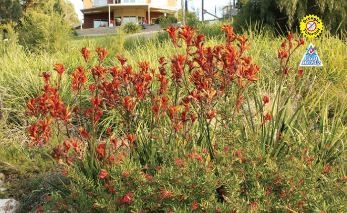 Anigozanthos - AMBER VELVET - Kangaroo Paw 'Amber Velvet' PBR