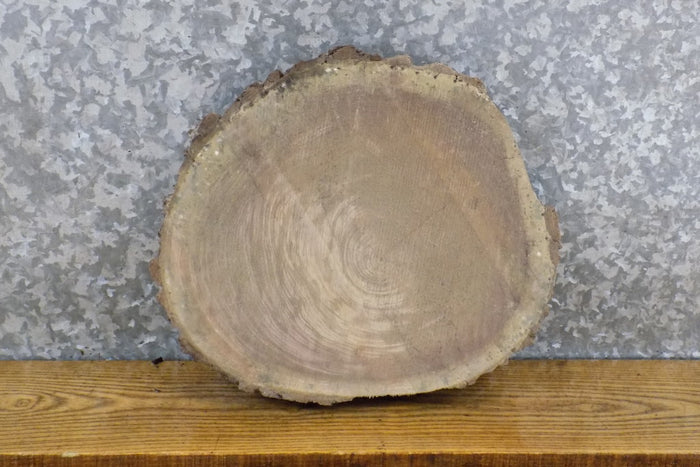 DIY Live Edge Black Walnut Round Cut Charcuterie Board/Slab 6806
