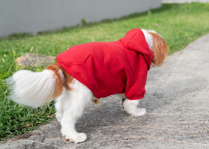 Doggie Hoodie - Roycroft Brothers