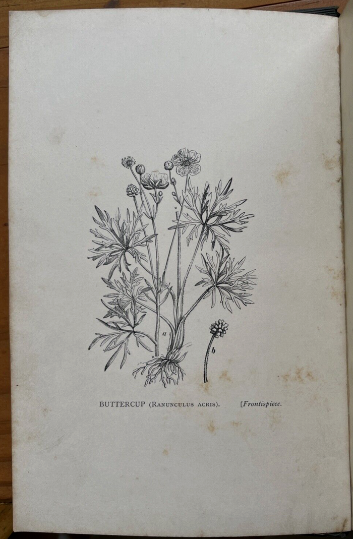 MINISTRY OF FLOWERS - Friend, 1st 1885 - SPIRITUALITY FLOWERS TREES NATURE SOUL